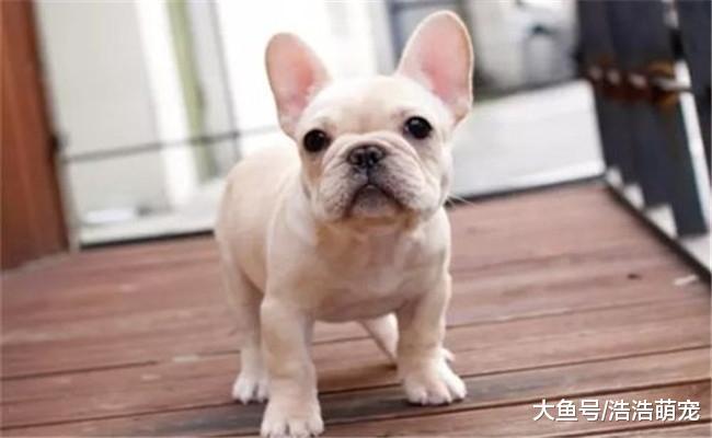 价格高开销大的五种狗狗, 尤其第五个, 只有“土豪”才养得起