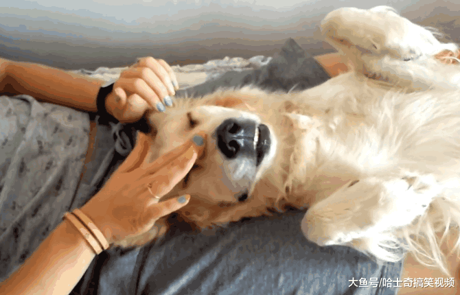女主人给金毛做“马杀鸡”, 看到金毛的表情, 网友们笑翻了