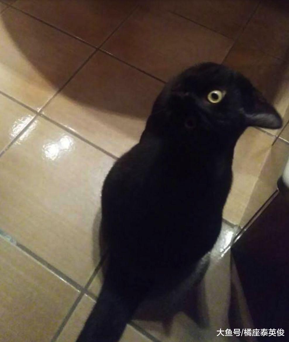 猫咪是宝藏, 是平淡生活里的引线, 把你变成易燃易爆品!
