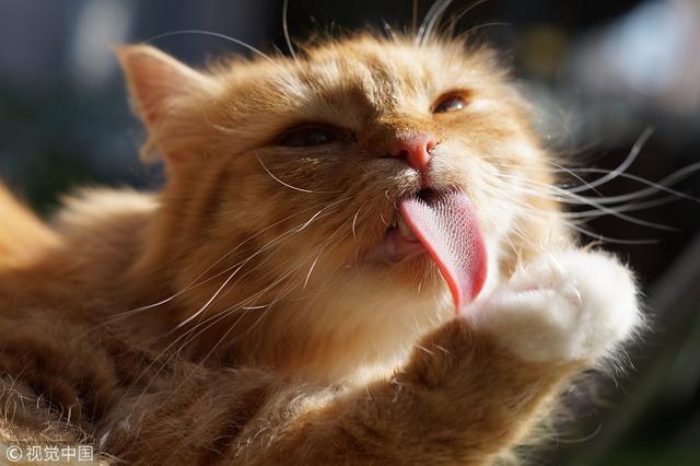 你家猫有口臭吗? 想去除猫咪顽固口臭, 3个小技巧为你指条明路!