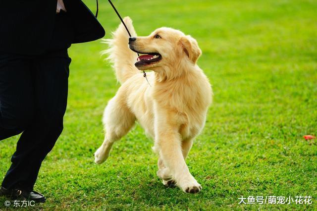 秋季帮狗狗洗澡, 劝你别犯一下禁区!