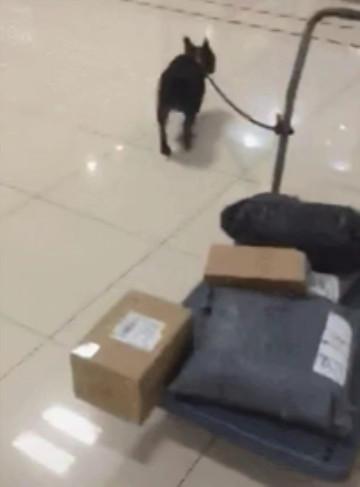 主人快递太多竟让法斗帮忙拉车, 法斗直接累瘫: 下次别剁手剁我吧
