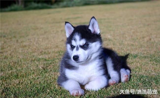 假如下面狗狗100元一只, 你会买哪个? 哪个都不想养