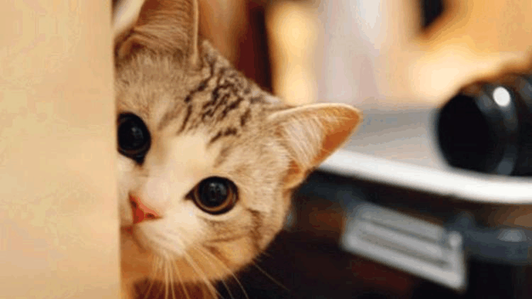 安排! 挑食的猫咪该吃什么? 教你堵住挑剔猫咪的嘴