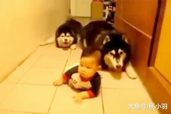 家里来了个宝宝, 很快把两只阿拉带偏, 主人: 跟二哈不是兄弟吗?