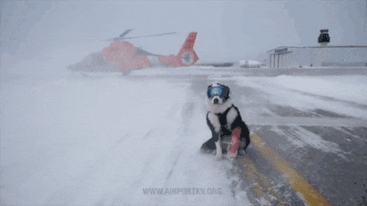 一个犬舍如何经营, 就看他如何运用手里资源