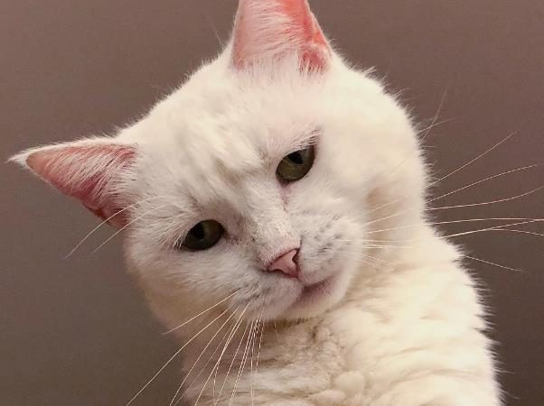 朋友吃完大蒜就去抱猫, 猫咪的表情亮了, 主人低头一看笑到胃痛