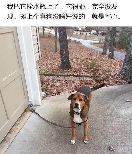 被矿泉水瓶子栓住的哈士奇, 这二哈应该纯度很高!