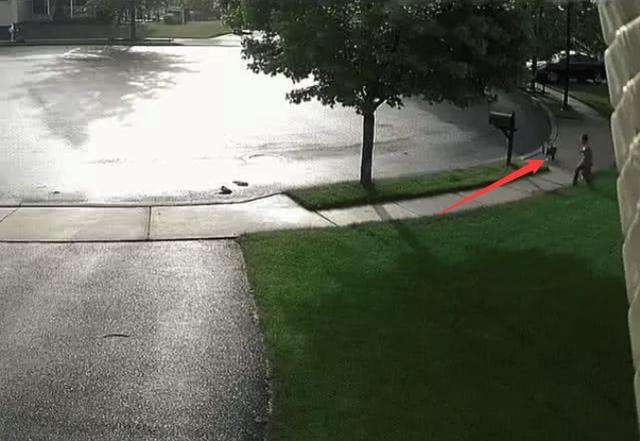 小朋友带自家狗遛弯, 突然发现不对劲, 但已经晚了!