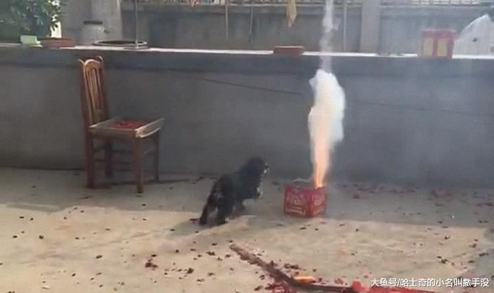 发小结婚, 他家小狗都为他高兴, 围着烟花不停的跳舞