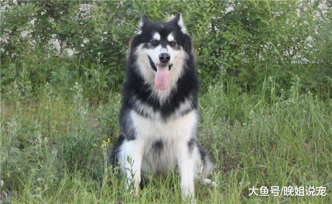 5种开销特别大的狗狗, 哈士奇在内, 第五种根本养不起