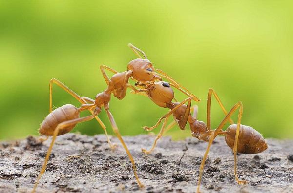 世界上什么蚂蚁最厉害, 最厉害的蚂蚁排行