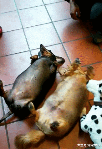 送两只狗狗去乡下, 奶奶照顾了三个月, 再见时主人乐了