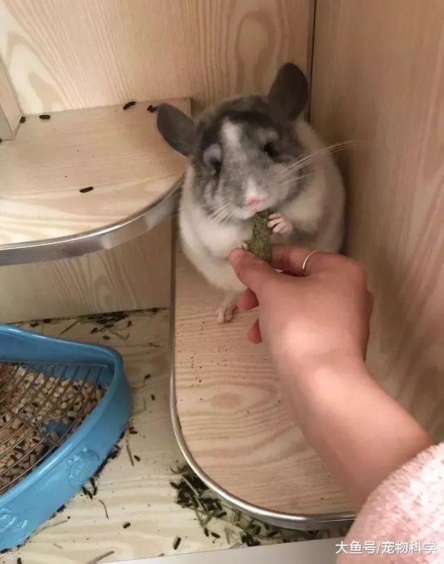 养了龙猫后, 我也能说我是有猫一族