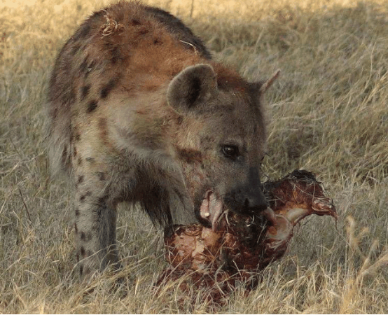 藏獒是犬界中的王者, 可要是和狮子打架呢, 到底谁是真正赢家?