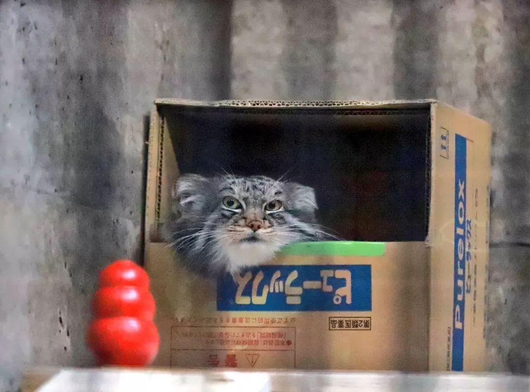 不管是多大多凶的猫, 都还是深爱着盒子的啊!