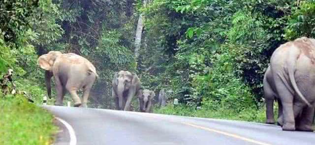 男子骑车途中突然被象群堵住, 吓得他赶紧下车让路