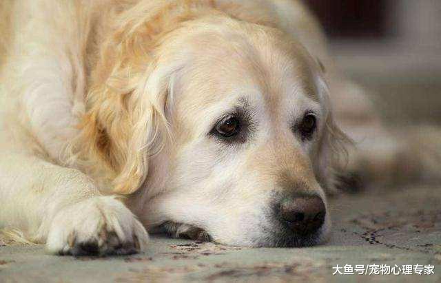 狗狗临死之前为什么会离家出走, 发现狗狗的这些异常行为要引起重视