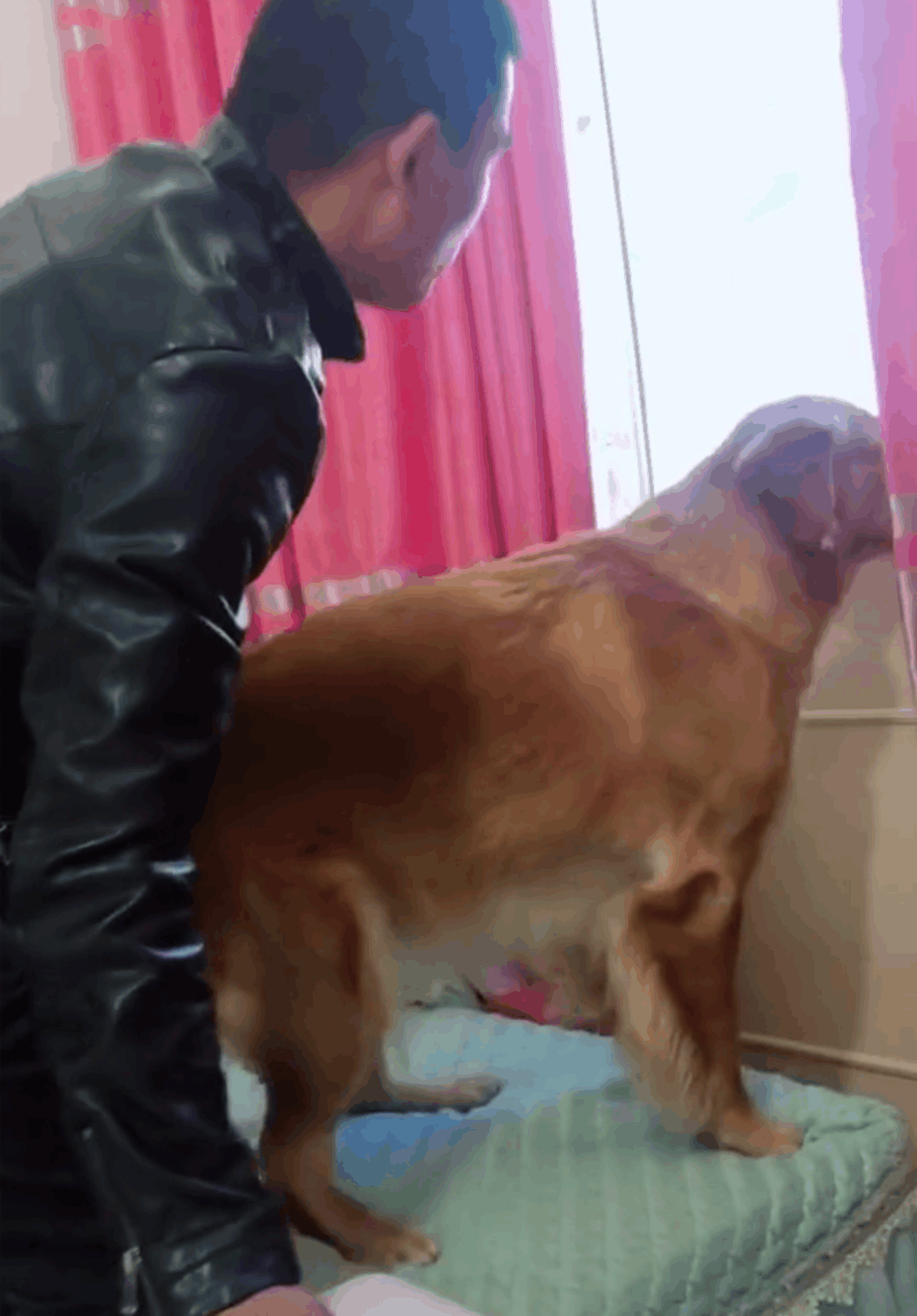 金毛为吃肉干凶主人, 主人套路金毛拿走肉干, 网友: 狗子太年轻…