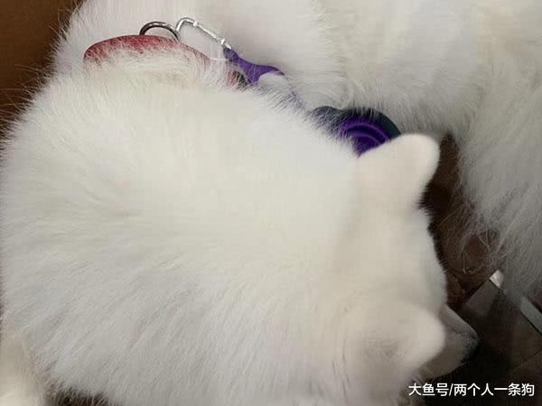 两个人一条狗: 妈妈给萨摩耶买新玩具, 软糖视而不见态度冷漠, 爸爸: 卷铺盖走吧