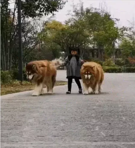 六岁小女孩带两只狗狗出门, 路人纷纷不淡定了, 还好不是藏獒