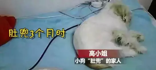 丢了八年的狗出现在家门口: 傻孩子大半辈子都在找回家的路!