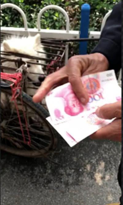 400元买的萨摩耶, 亏不亏? 如果不买, 他就会被吃火锅!