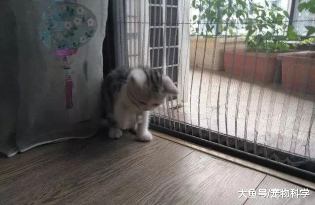 沉迷于这只盛世美颜的猫