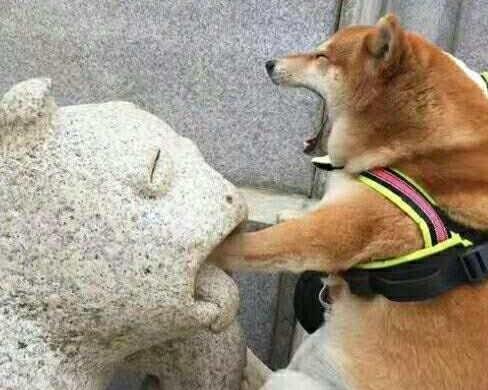 狗届“二货”又增一员, 柴犬犯二起来, 比二哈更萌, 网友: 笑哭