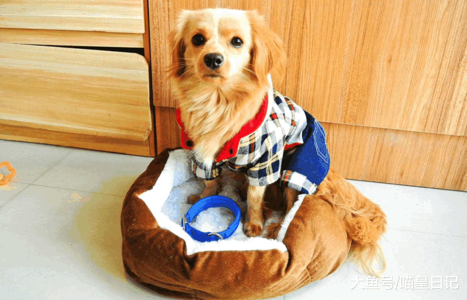 养狗小课堂: 关于狗狗的这四个习性, 主人们都知道是什么意思吗?