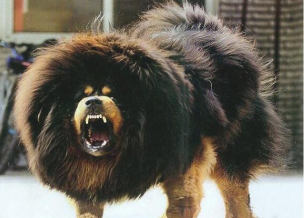 这4种猛犬“攻击欲”很高, 个个都比普通的狼要狠, 劝你别养!
