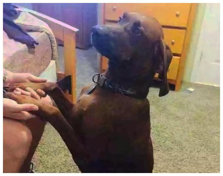 这只狗狗可以吹牛一辈子了: 离家出走4000里, 返程路更是一绝