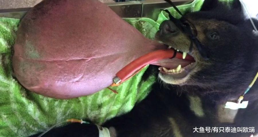黑熊患怪病「舌头肿胀3公斤」垂在体外, 舌头还会「拖在地上」让他无法进食!