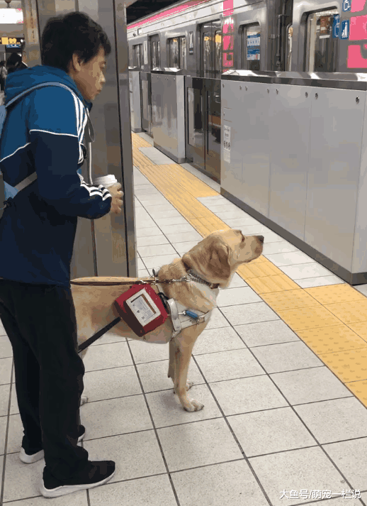 关于导盲犬的小知识, 你知道的有多少呢? 我来告诉你
