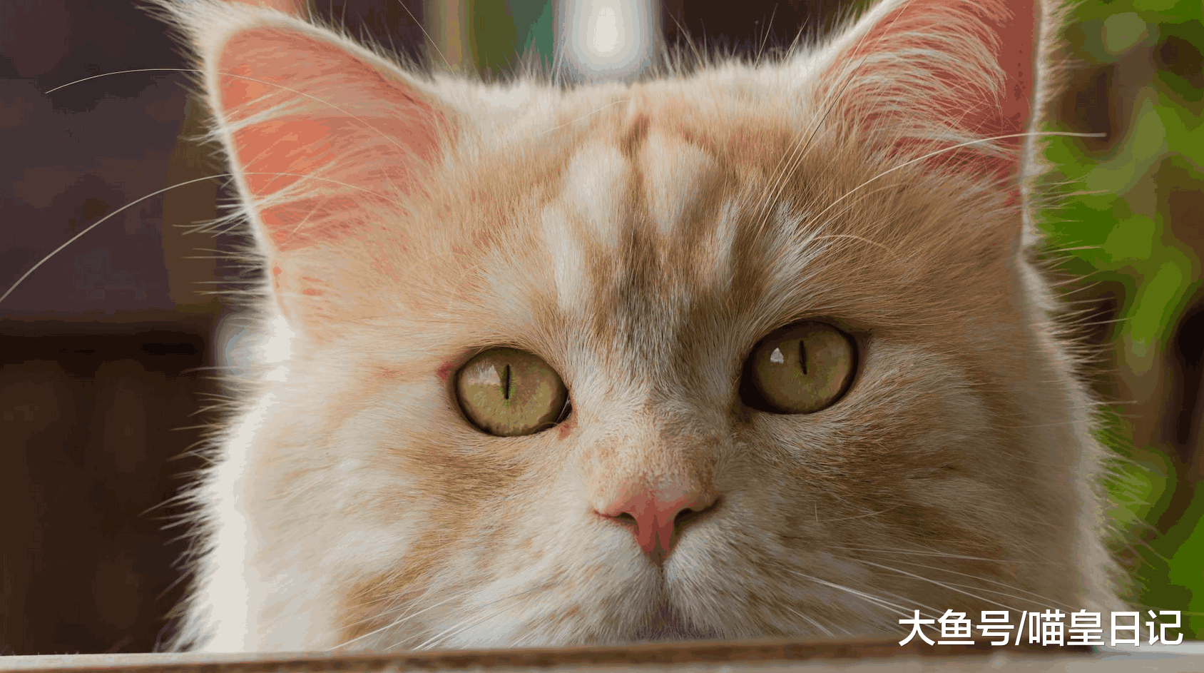 盘点最受欢迎的中华田园猫, 第二种饱受偏见, 最后一种人见人爱