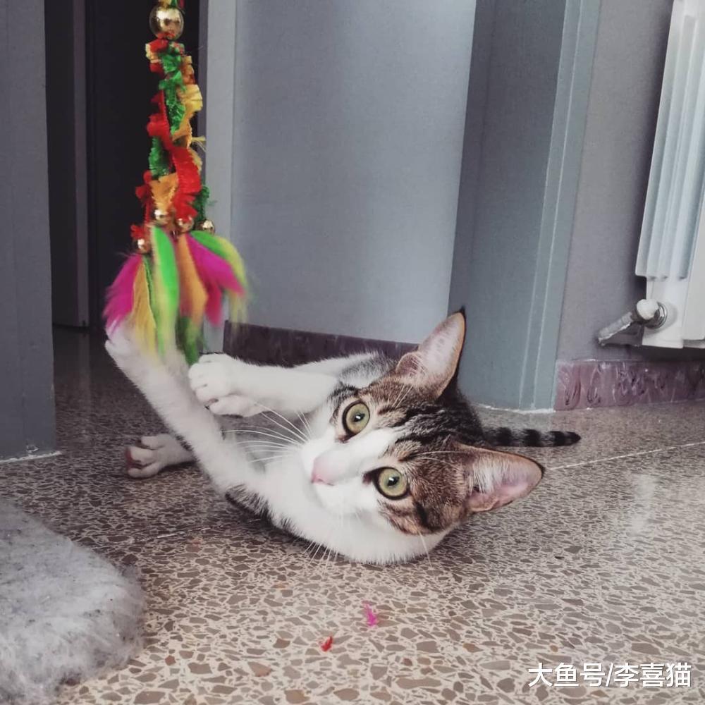 逗猫棒用完以后一定要收纳起来, 避免猫咪发生误食要防患于未然