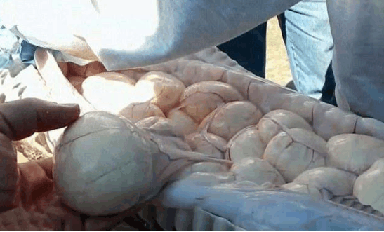 以为蟒蛇吞了自己的猪, 剖开蛇肚后发现都是蛇蛋, 网友: 残忍