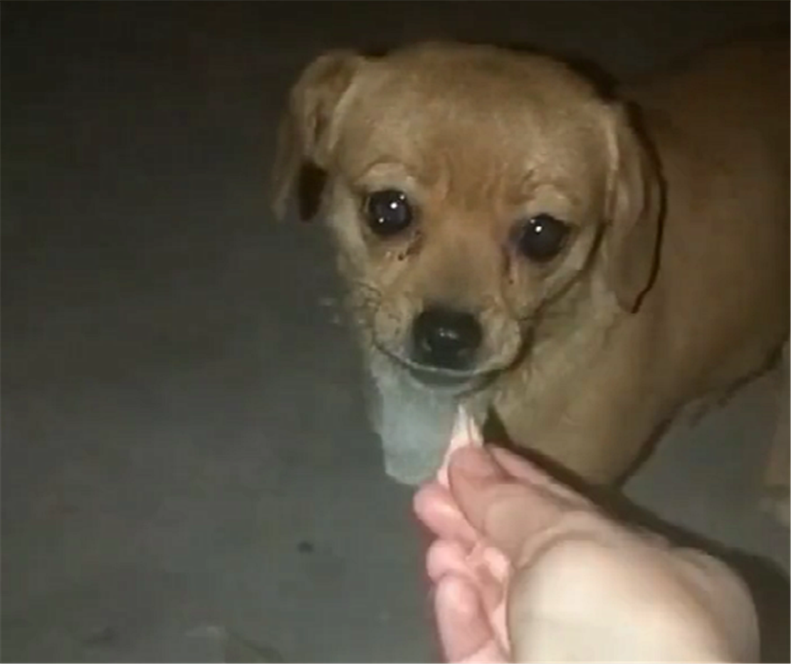 好心人给流浪狗喂肉, 肉到嘴边大狗却一口不吃, 得知原因让人泪目