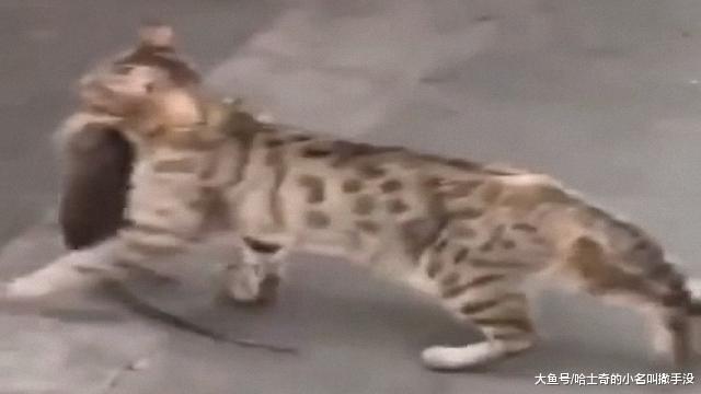 叼着大老鼠的花猫走出了豹子的气势, 对得起身上的纹身!