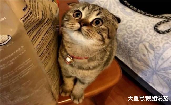 国内5大网红猫咪, 第一只粉丝过千万, 第三个好像“傀儡”