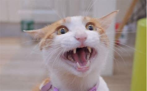 猫咪吸食猫薄荷后会疯癫到什么程度?