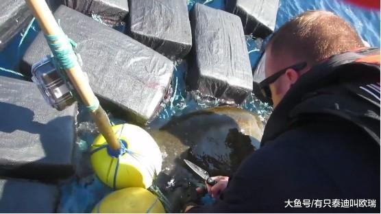 海龟身上绑15.7亿元差点要它命! 粗绳缠全身「817kg古柯碱」磨到四肢发炎血迹斑斑…