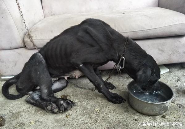 高山犬养成「骷颅狗」! 后腿肿胀站不起见水开心摇尾巴