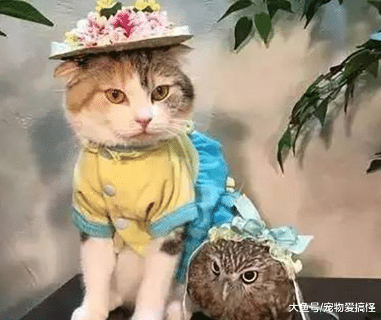 猫咪和猫头鹰一见钟情“私定终身”