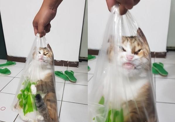 出去你就完了! 喵皇被装袋丝袜套头脸超丑网笑翻: 快救驾