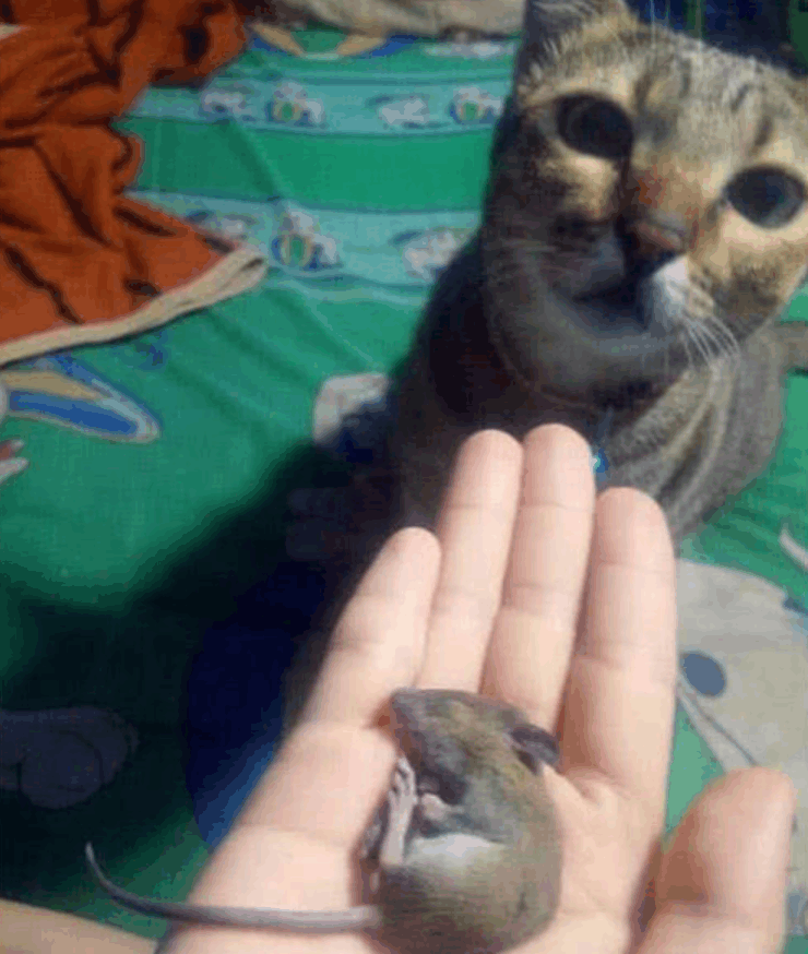 猫咪一大早对主人叫唤不停, 主人查明后吓得原地跳起来!