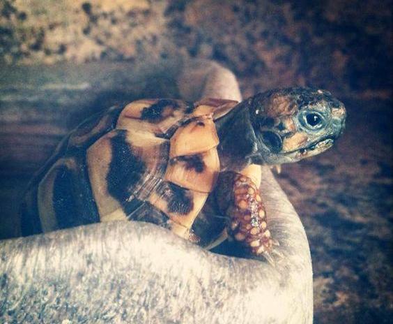 这种公认的入门陆龟, 养起来好费钱