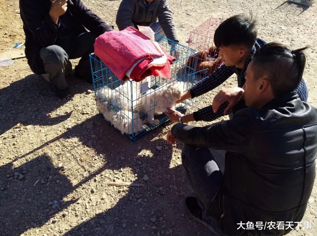 比熊幼犬品相不好, 商贩喊价400元一只, 年轻买主爽快带走!
