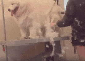 养狗的注意了, 千万别带这5类狗去宠物店, 容易被拒收哦