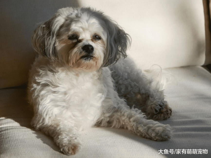 狗狗有这5个表现, 是在提醒你它很无聊, 该陪它玩会了!